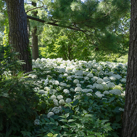 Hydrangea 2