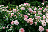 Momma Loved the Roses