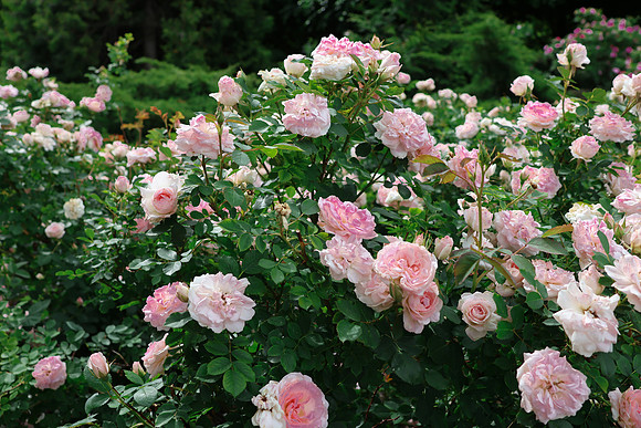 Momma Loved the Roses