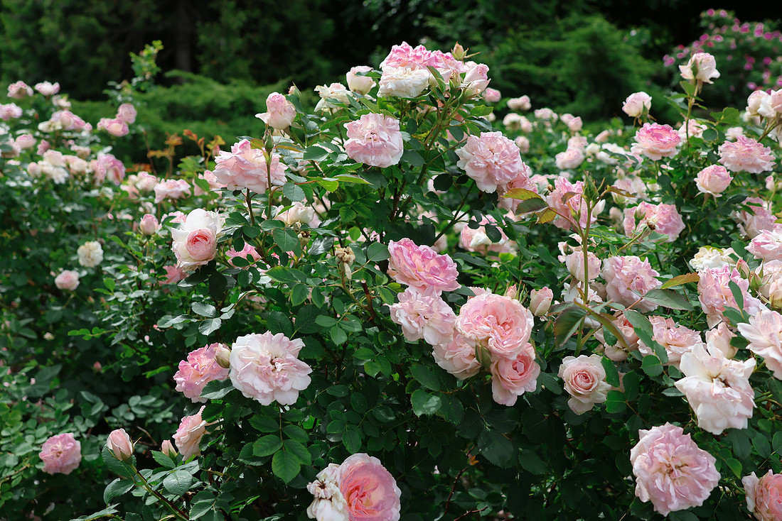 Momma Loved the Roses