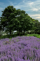 Heather Flowers on Hill w Trees