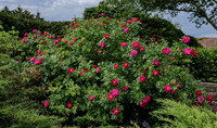 Red Rose Bush by Wall Up Close