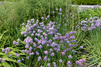 Purple Flowers by Wall
