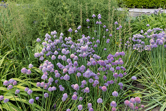 Purple Flowers by Wall
