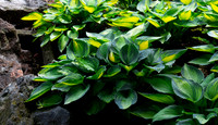 Hostas Up Close