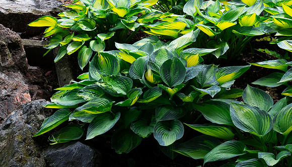 Hostas Up Close