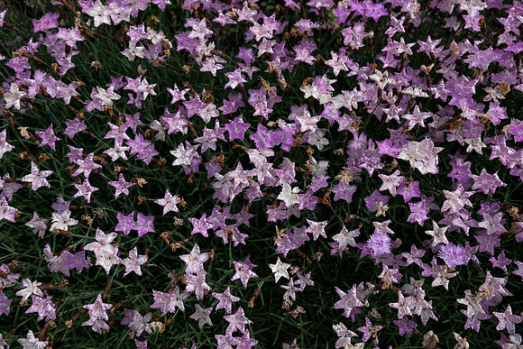 Purple People Eaters