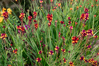Firefly Flowers