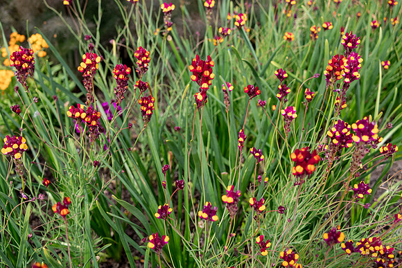 Firefly Flowers