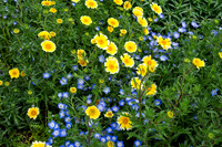 Yellow Button Flowers with Blue Glories