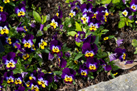 Johnny Jump Up Flowers