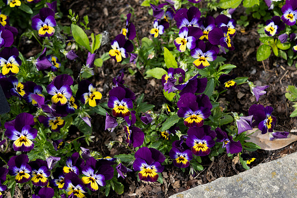 Johnny Jump Up Flowers