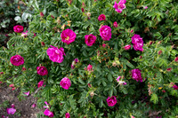 Pink Roses with Yellow Inside