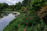 Roses by the Entrance