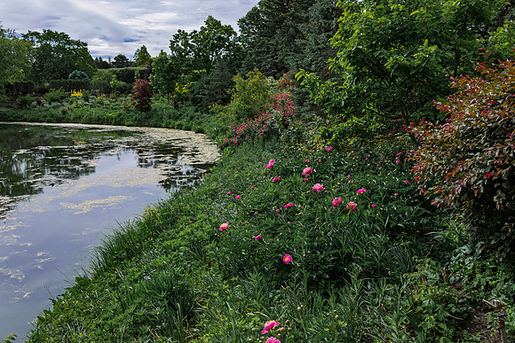 Roses by the Entrance
