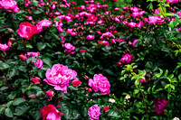 Rose Mix