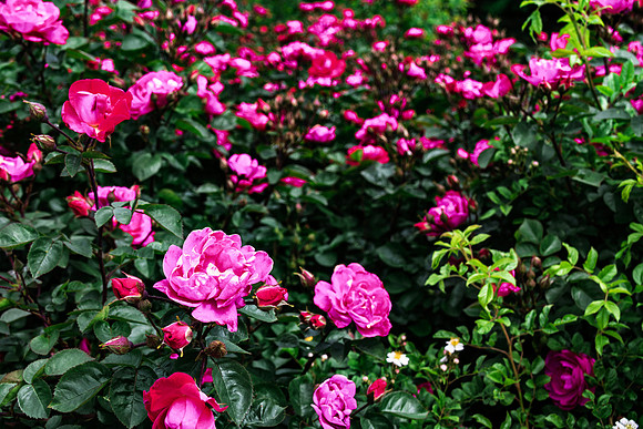 Rose Mix