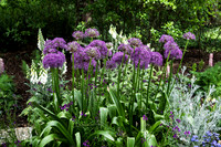 Purple Flowers Up Close