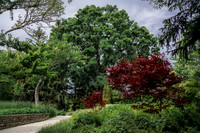 Red Tree Horizontal