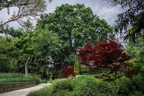 Red Tree Horizontal