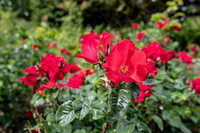 Roses are Red