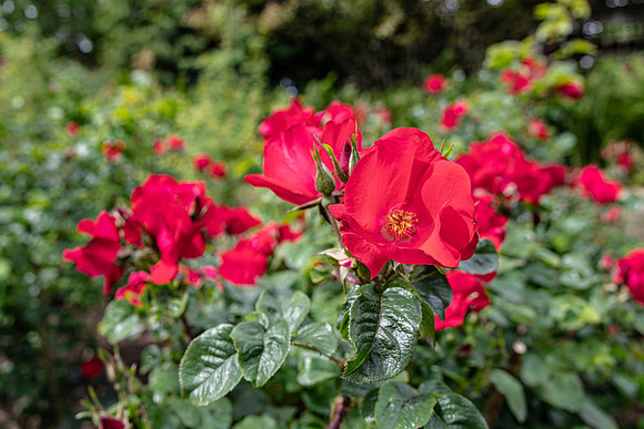 Roses are Red