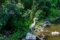 Close up of Blue Egret on Shore 2