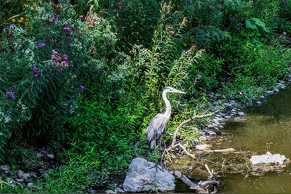 Close up of Blue Egret on Shore 2