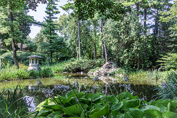 Japanese Garden Pond Scene