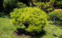Cheeky Bush