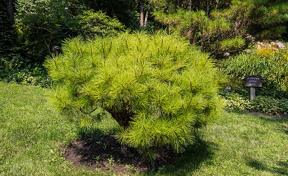 Cheeky Bush