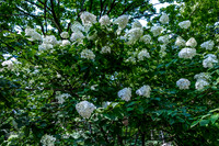Cone Flowers