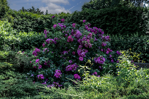 Pink Rose Bush