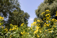 Daisies with Blue