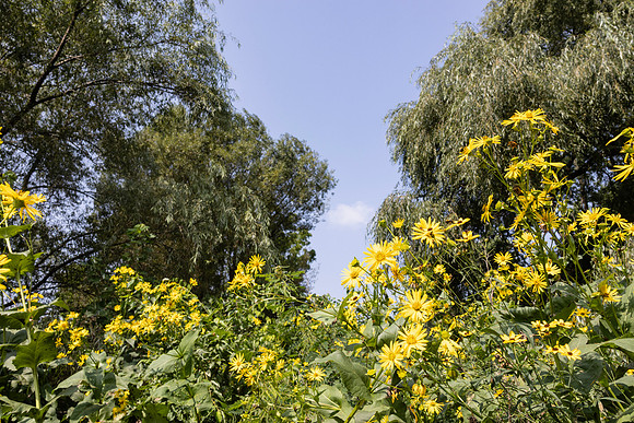 Daisies with Blue