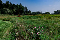 Field with Pink Roses