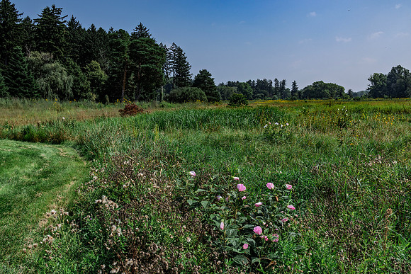 Field with Pink Roses
