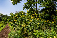 Path with Yellow Flowers Along Dupage River