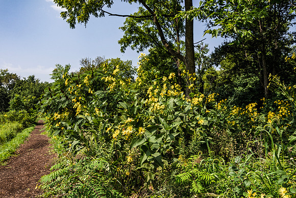 Path with Yellow Flowers Along Dupage River