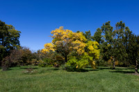 Yellow Tree