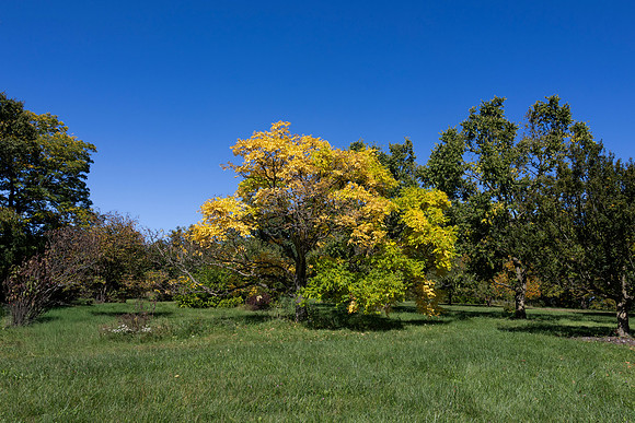 Yellow Tree