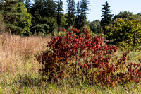 The Red Bush