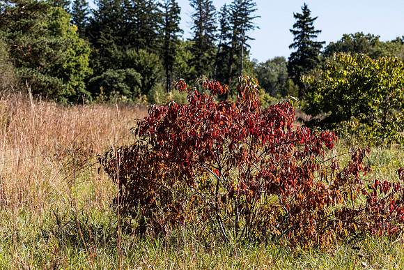 The Red Bush