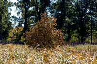 Golden Hue Bush