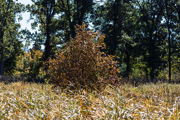 Golden Hue Bush