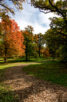 Orange Tree on Path