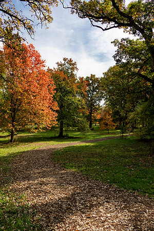 Orange Tree on Path