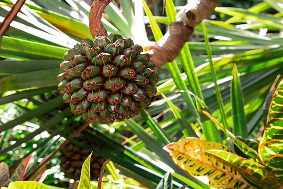 Heavy Metal Fruit