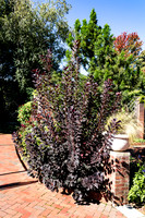 Shrubbery in the English Garden