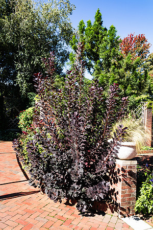 Shrubbery in the English Garden